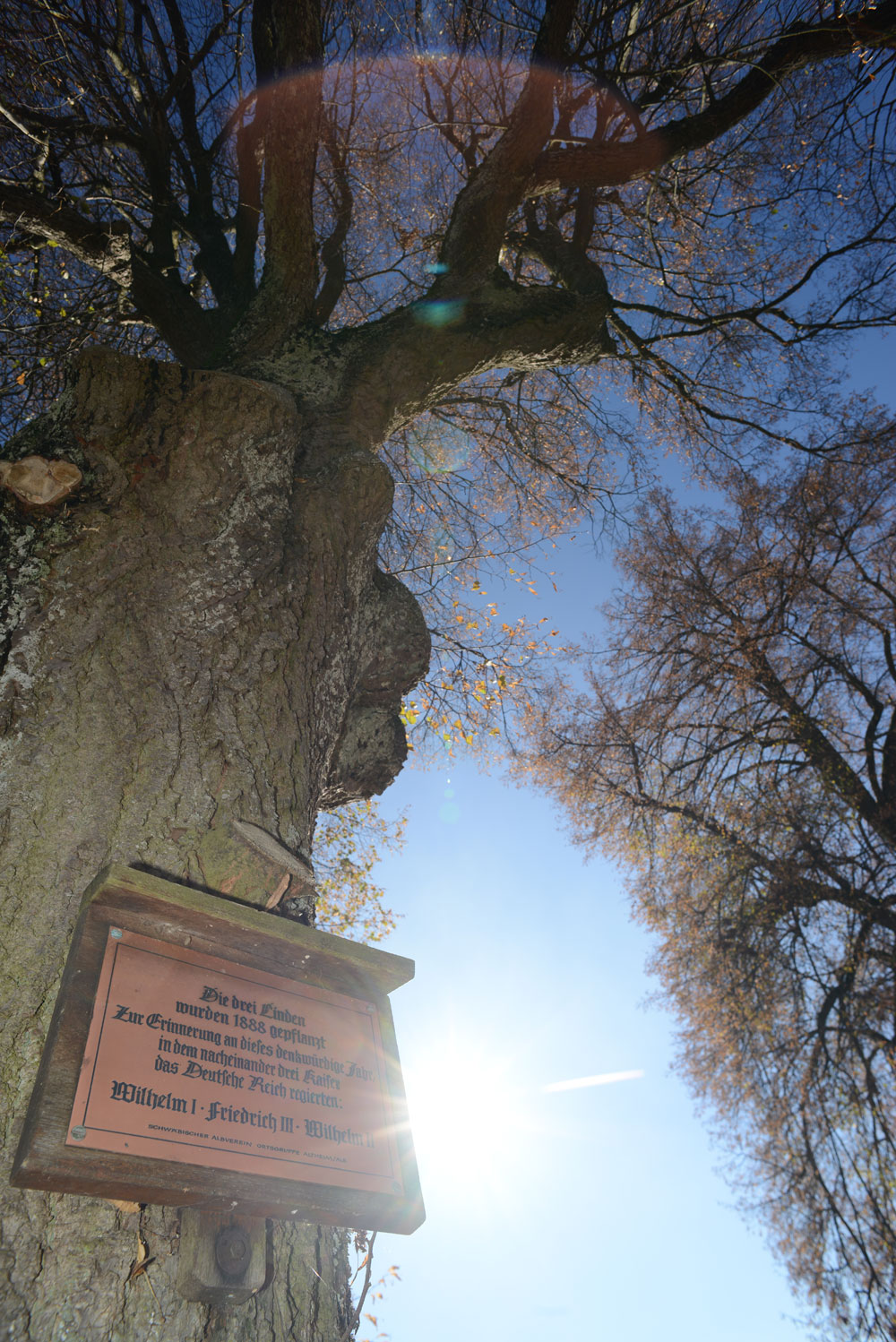 Kaiserlinden in Altheim